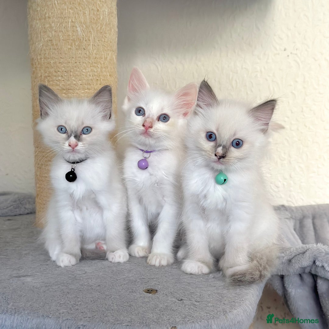 Ragdoll cats for sale: Gentle, Affectionate, Cuddly, Playful Kittens - Image 15