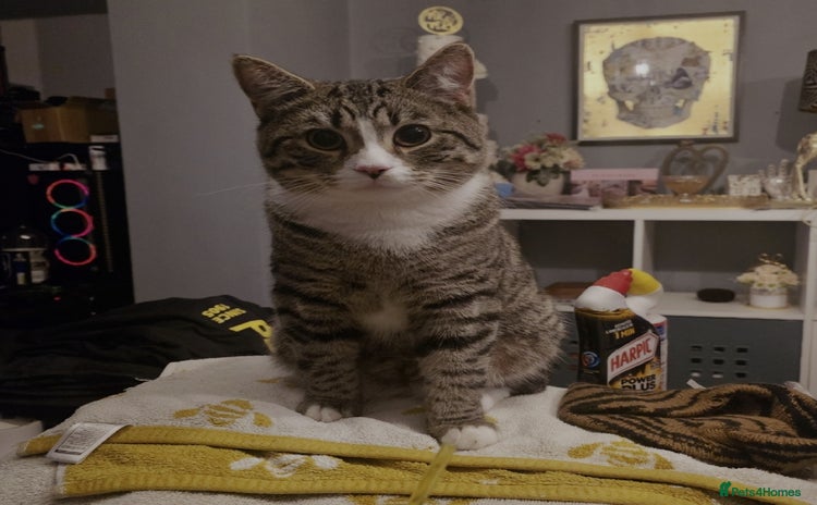 Mixed Breed cats - Advert 3