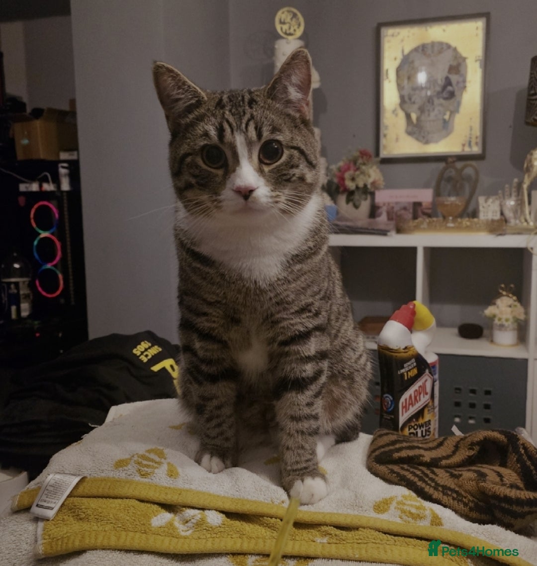 Mixed Breed cats for sale: 10 month old tabby kitten/cat  - Image 1