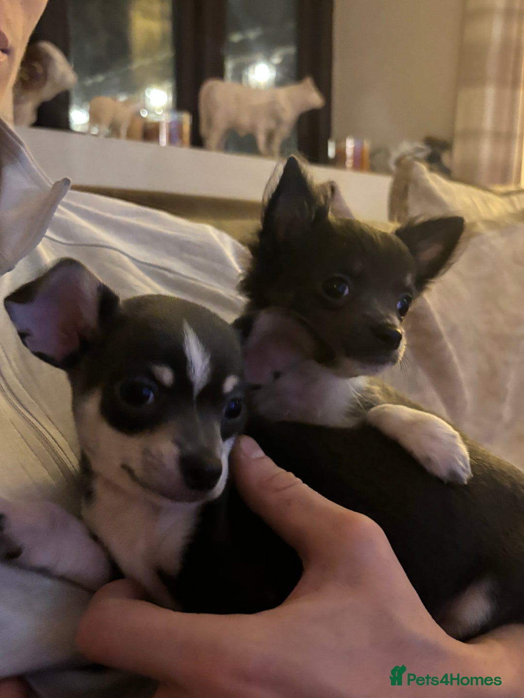 Chihuahua dogs for sale: Beautiful Chihuahua Pups For Sale. - Advert 8