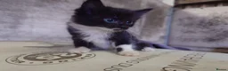 Mixed Breed cats for sale: Friendly Farm Kittens  - Advert 8