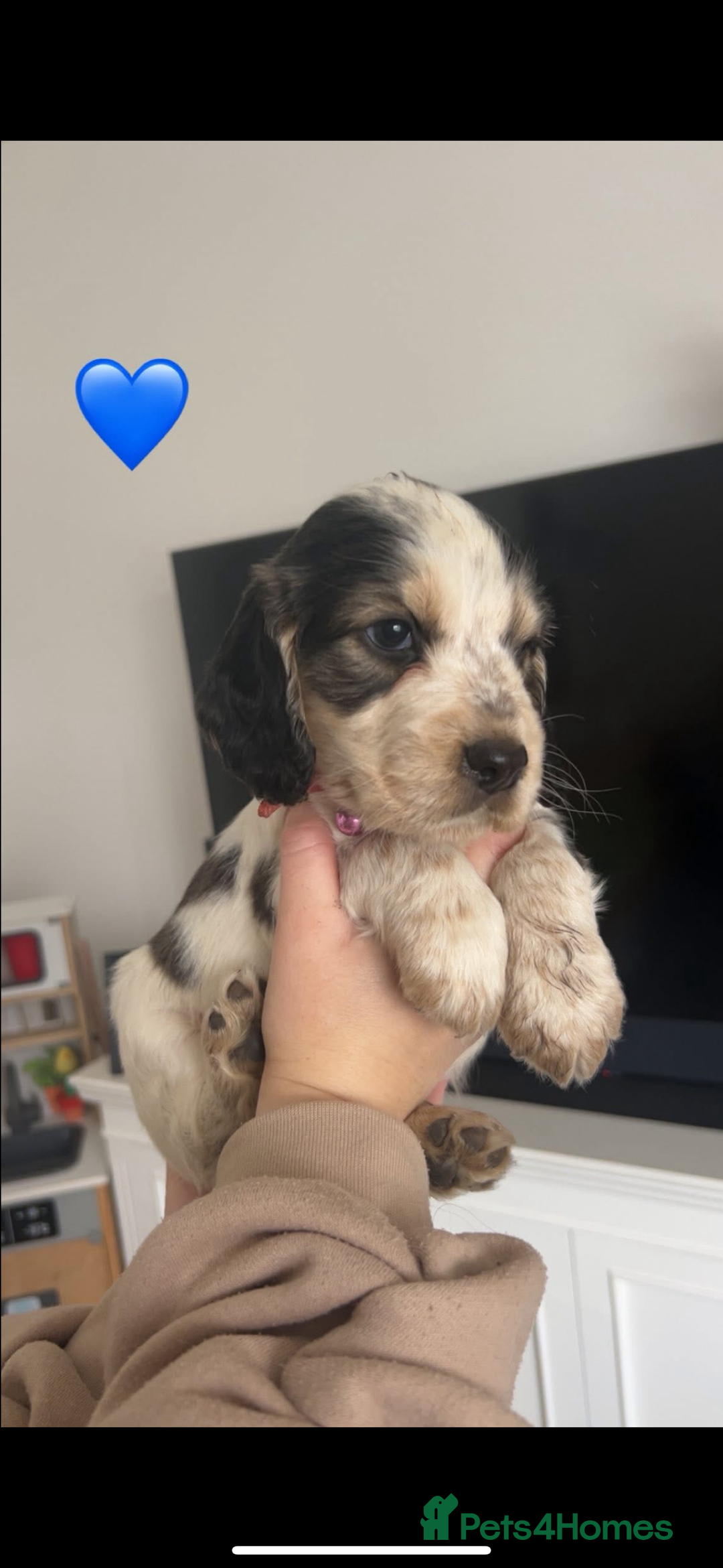 Cocker Spaniel dogs for sale: Cocker spaniel pups - Advert 27
