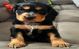Cocker Spaniel dogs for sale: Cocker spaniel puppies 💙💙🩷🩷🩷 - Image 3