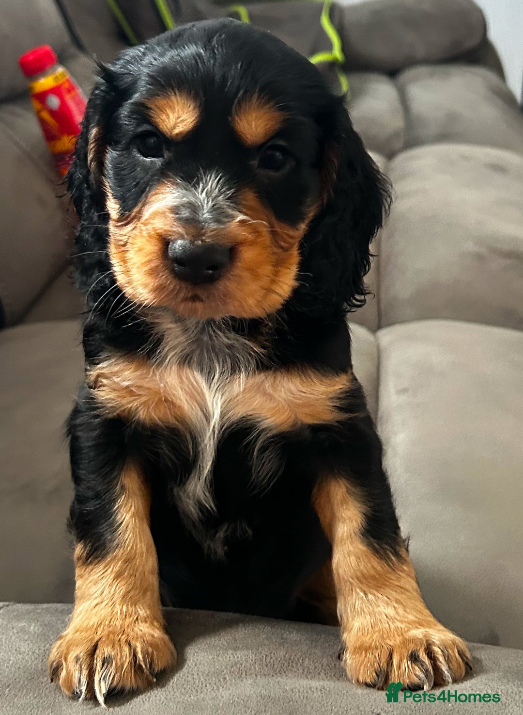 Cocker Spaniel dogs for sale: Cocker spaniel puppies 💙💙🩷🩷🩷 - Image 3