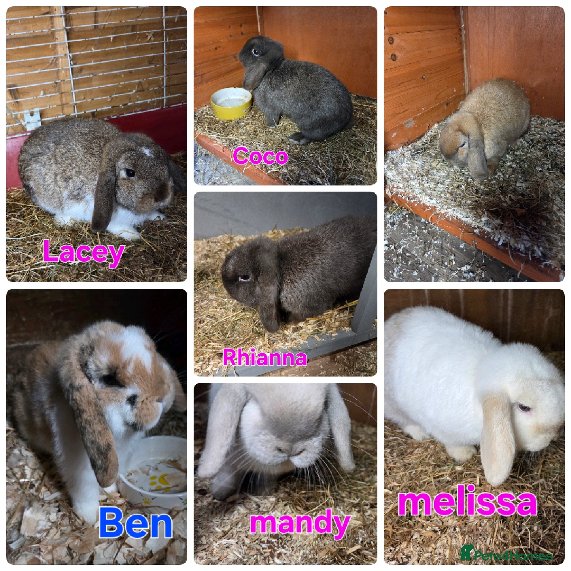 Mini Lop rabbits ♥️friendly mini lop & mini rex boys and girls ♥️ - Advert 10