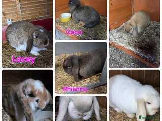 Mini Lop rabbits ♥️friendly mini lop & mini rex boys and girls ♥️ - Advert 10