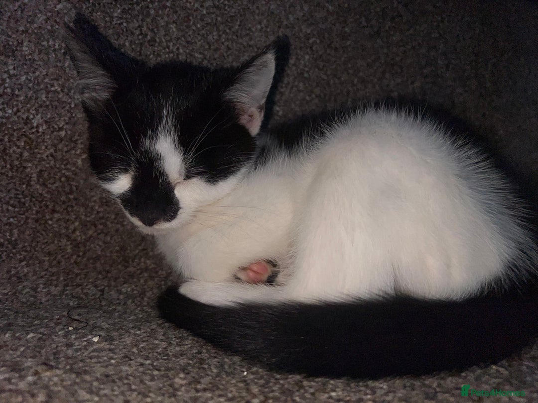 Domestic Shorthair cats for sale: Gorgeous litter of domestic shorthair kittens - Image 2