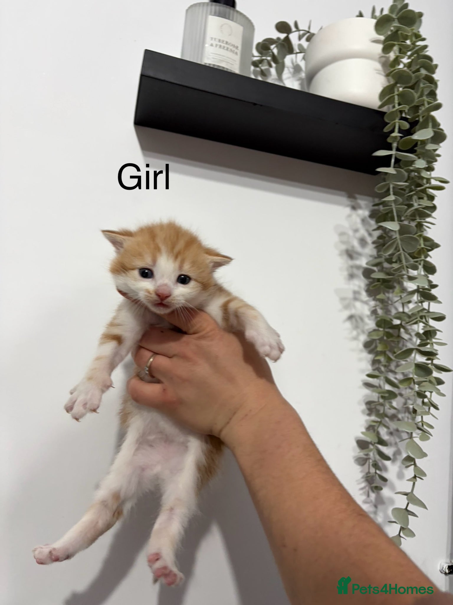 Mixed Breed cats Beautiful kittens - Advert 2