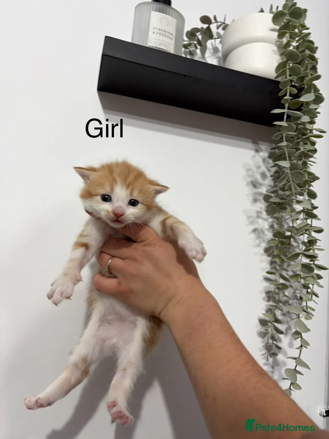 Mixed Breed cats for sale: Beautiful kittens - Advert 2