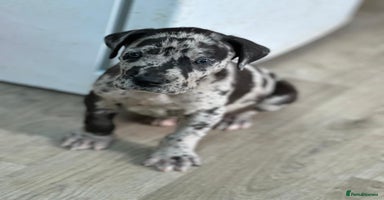Great Dane dogs - Advert 1