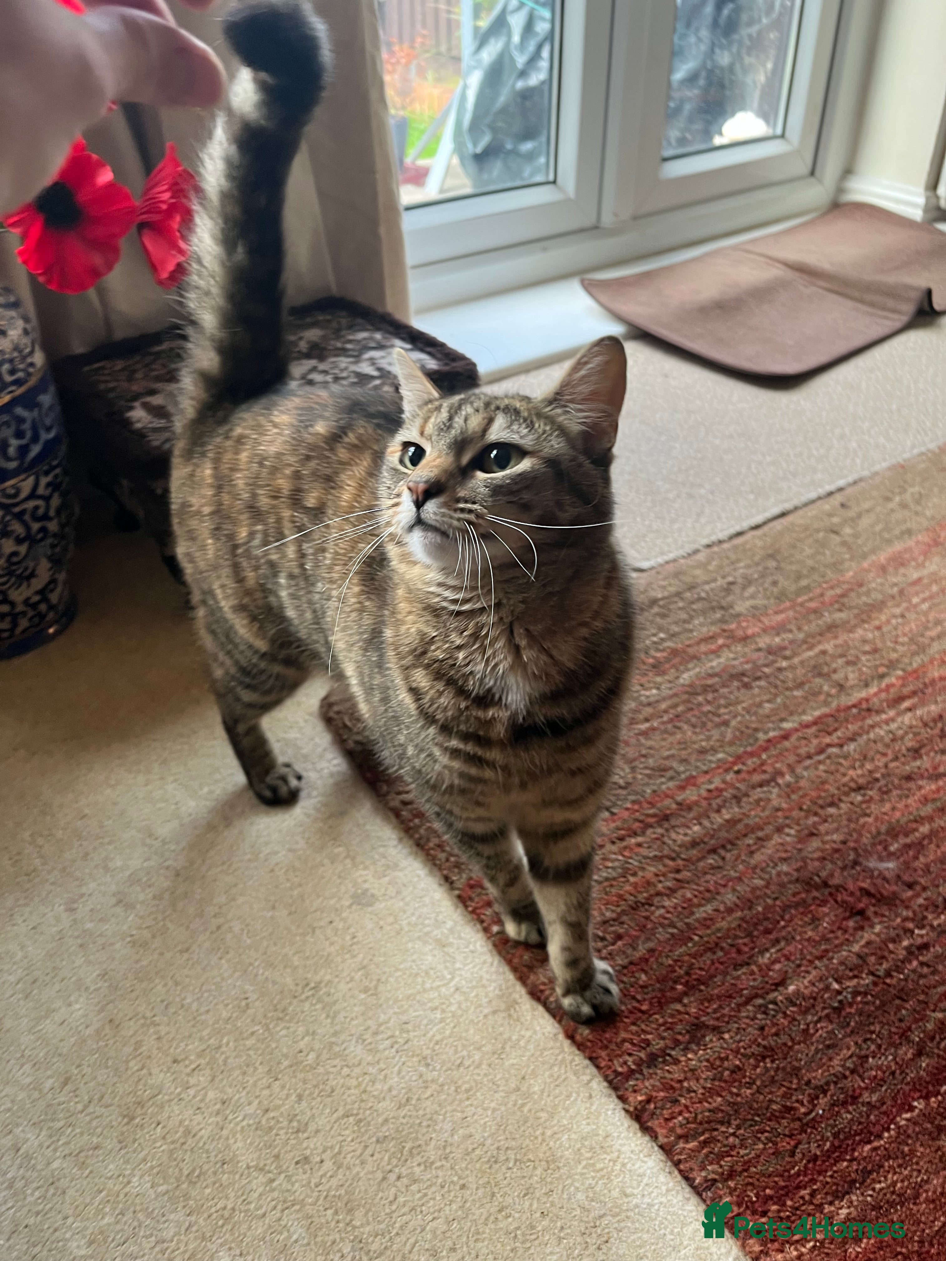 Mixed Breed cats Cat for rehoming - Advert 1