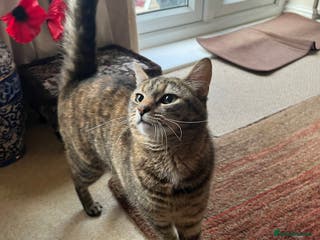 Mixed Breed cats Cat for rehoming - Advert 2