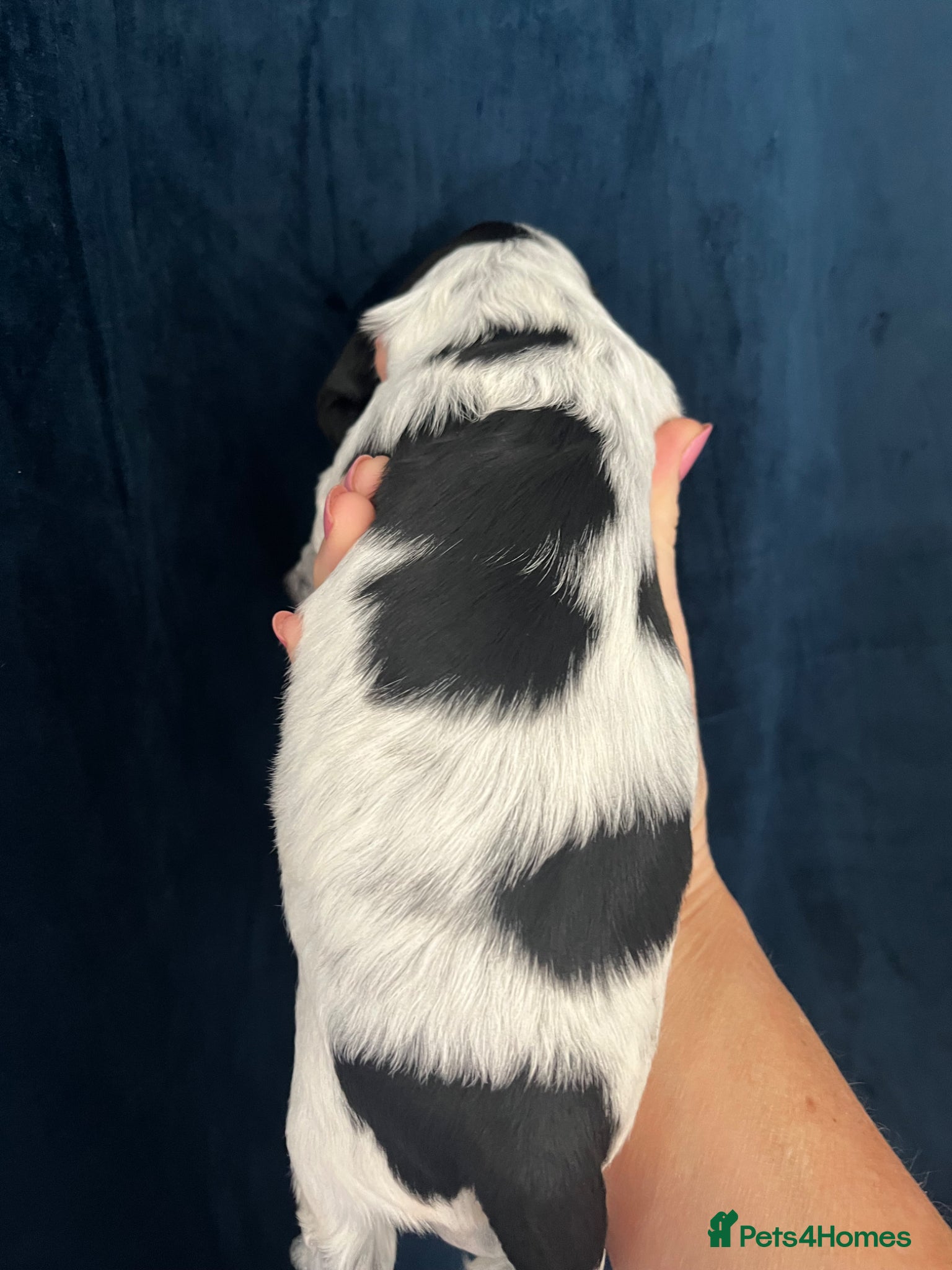 Cocker Spaniel dogs KC Show Type Cocker Spaniels - Advert 2