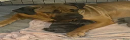 Mixed Breed dogs for sale: Boerboel molasses  - Advert 6