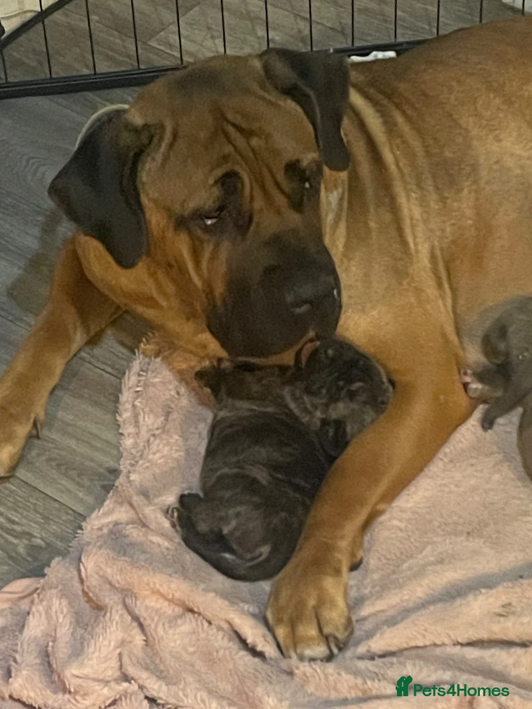 Mixed Breed dogs for sale: Boerboel molasses  - Advert 6