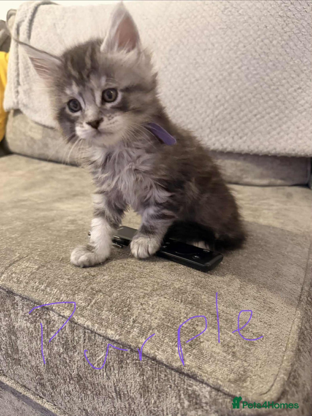 Maine Coon cats for sale: Maine coon kittens ready on 22/12/25 - Advert 15