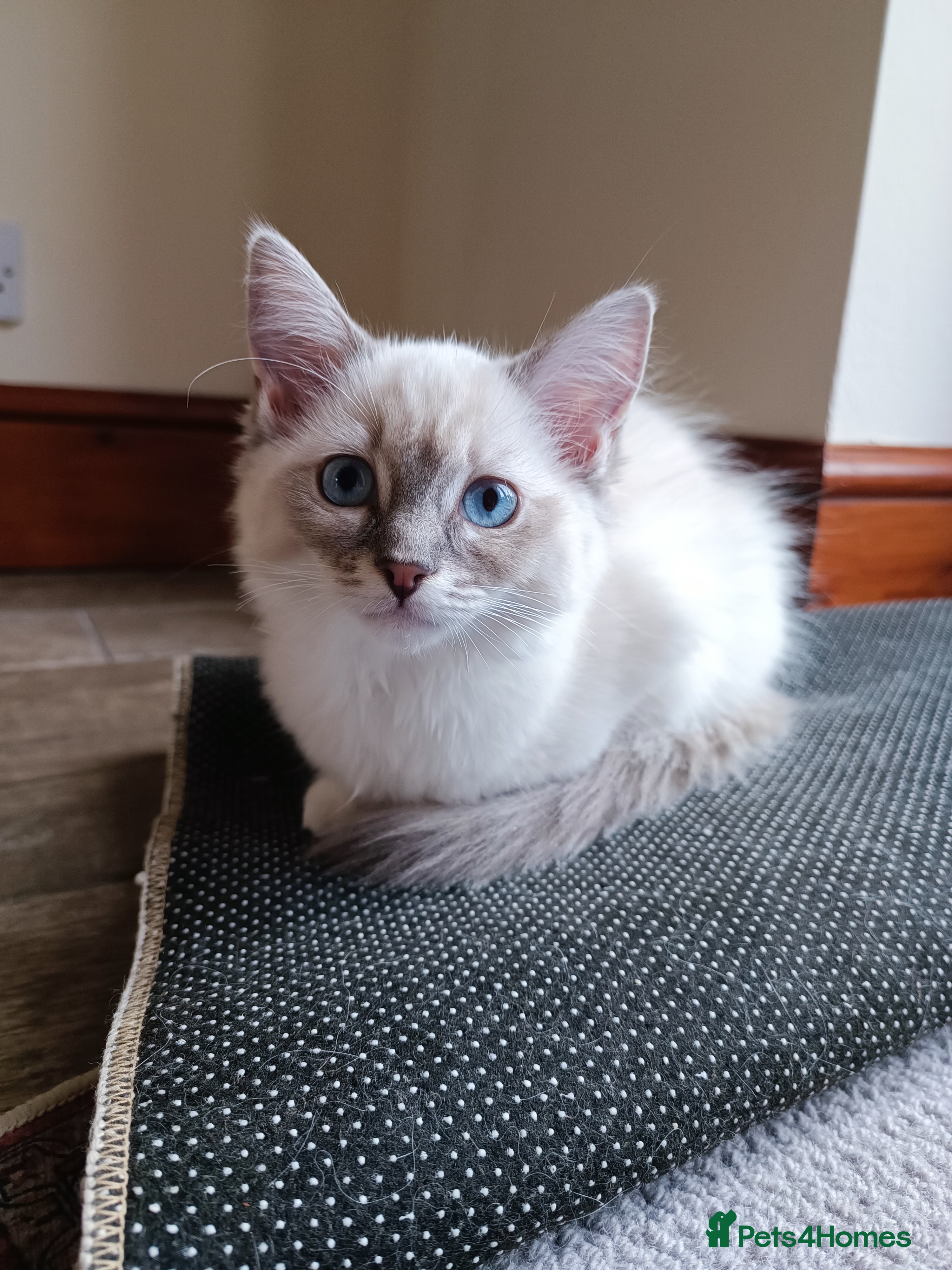 Ragdoll cats The best you can get!  - Advert 2