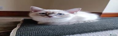 Ragdoll 4