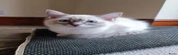 Ragdoll cats for sale: The best you can get!  - Advert 2