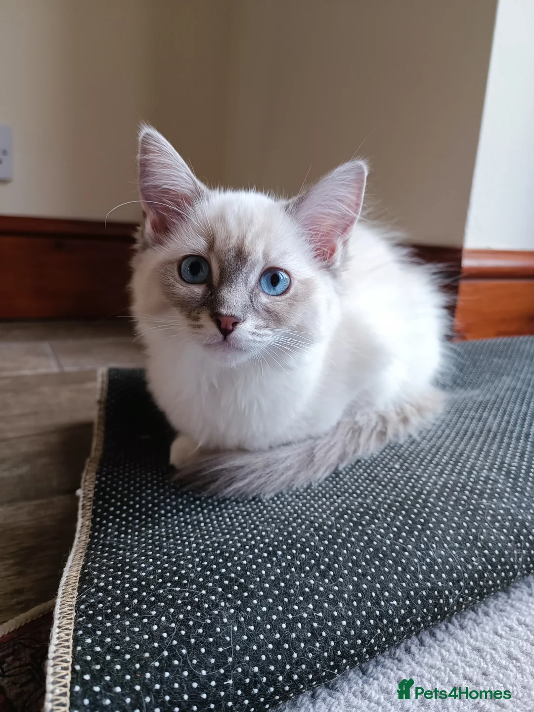 Ragdoll cats for sale: The best you can get!  - Advert 2