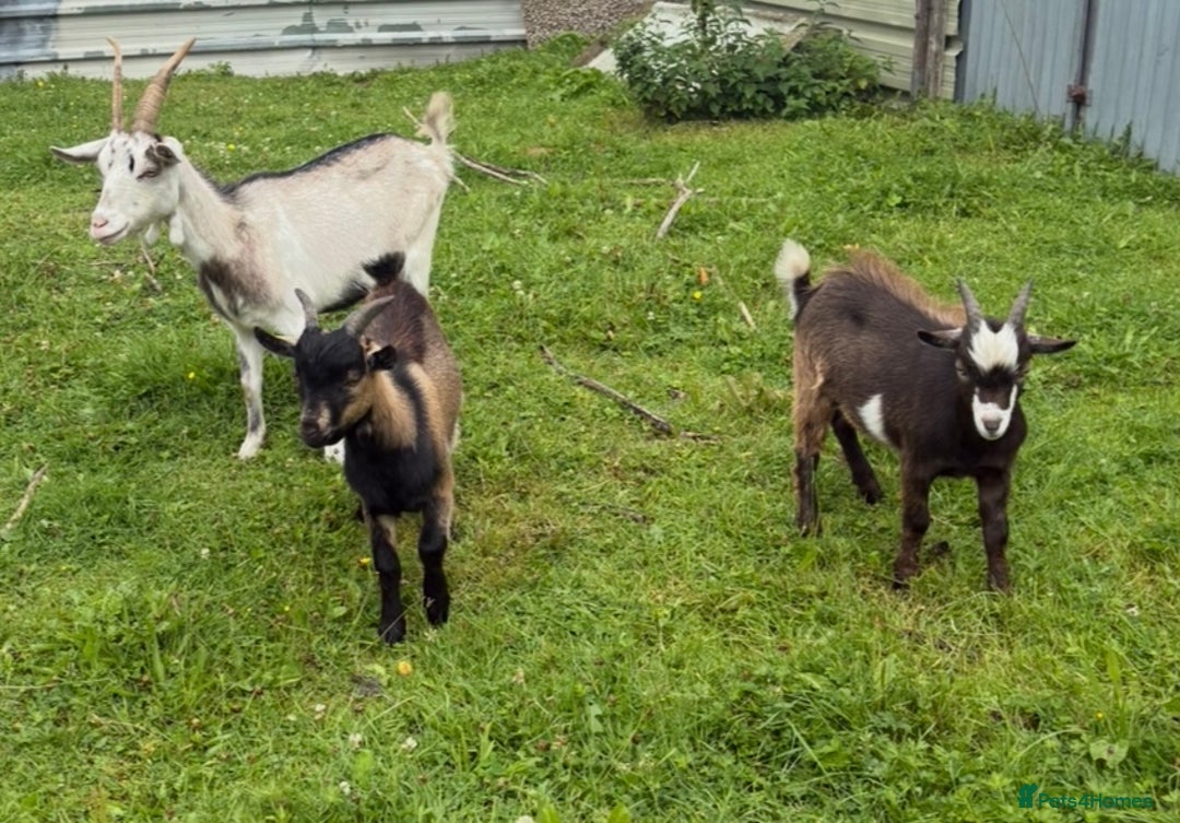 Goats livestock for sale: Nanny and billy Goats for sale - Image 7