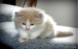 Ragdoll cats for sale: Ragdoll x British Shorthair/Maine Coon - Image 6