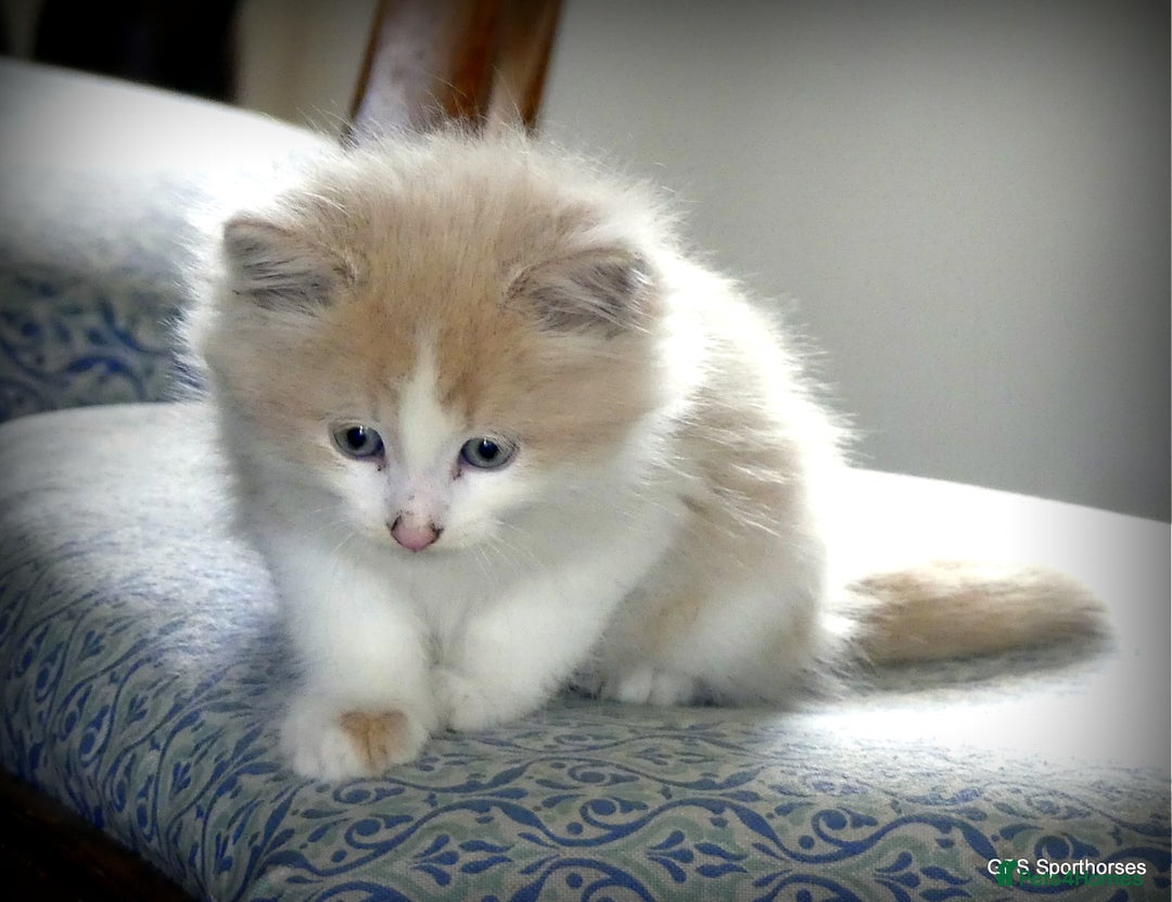 Ragdoll cats for sale: Ragdoll x British Shorthair/Maine Coon - Image 6
