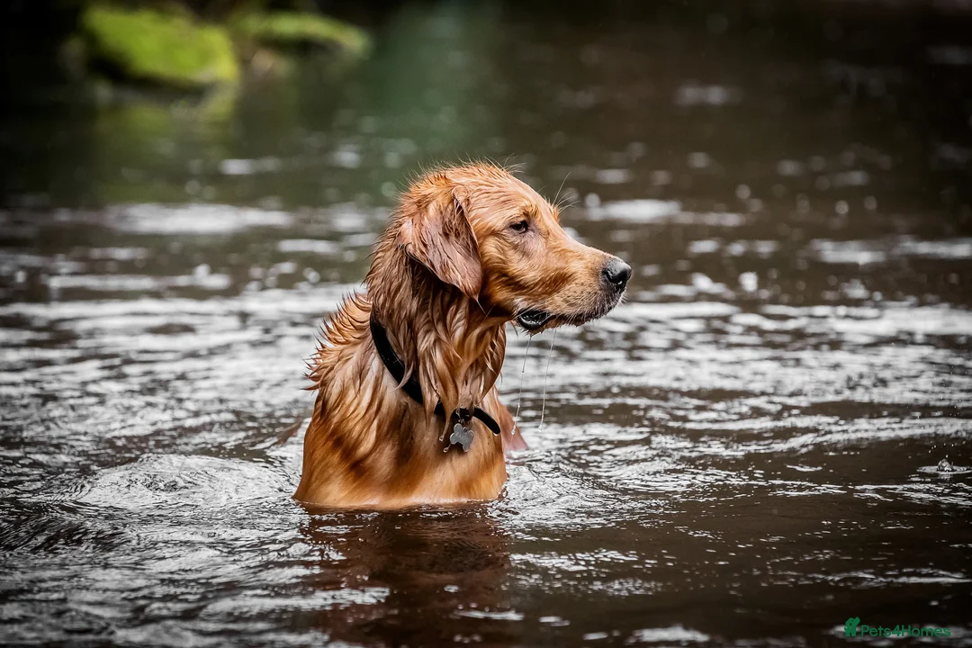 Golden Retriever dogs for stud: PROVEN & HEALTH TESTED Dark Red KC Retriever Stud - Advert 9