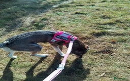 Mixed Breed dogs for sale: Husky x Labrador Retriever - Image 3