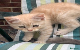 British Shorthair cats for sale: British shorthair kittens  - Image 7