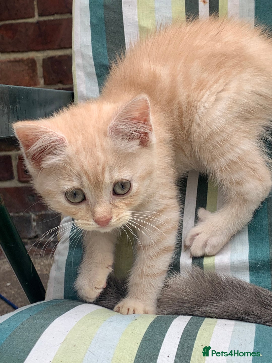 British Shorthair cats for sale: British shorthair kittens  - Image 7