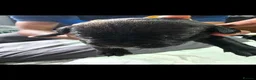 Cane Corso dogs for sale: Cane corso puppies - Advert 12