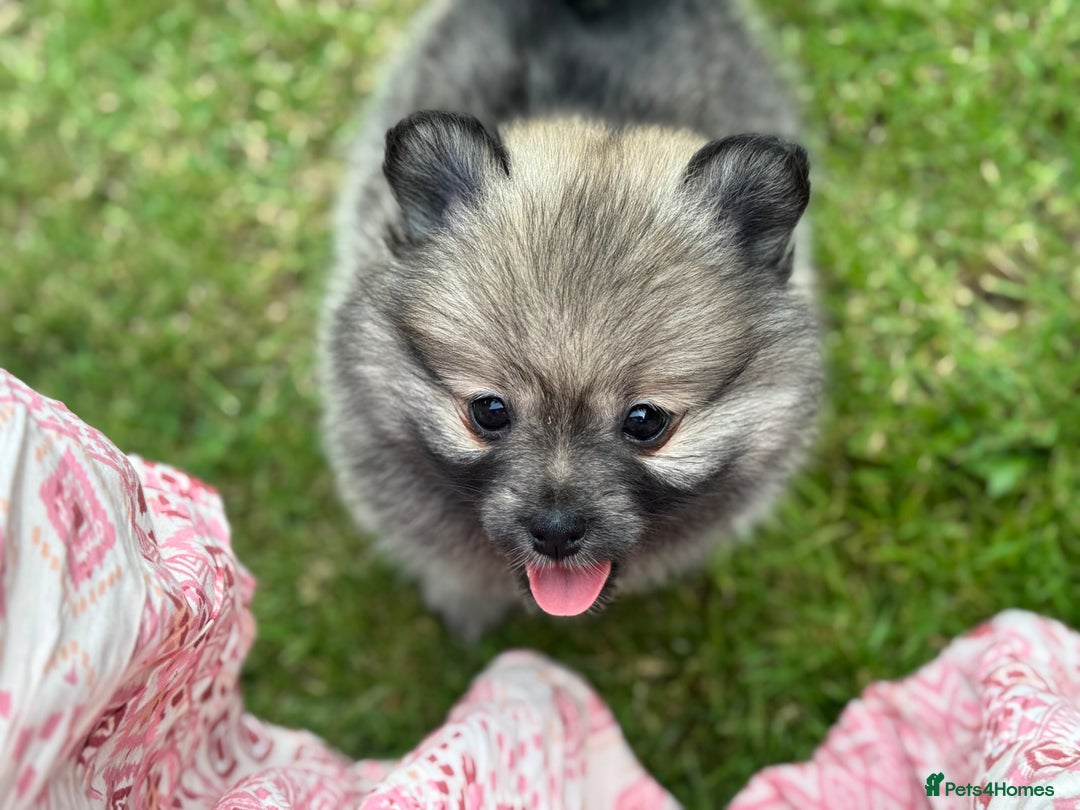 Pomeranian dogs for sale: Pomeranian puppies 🐶  - Image 3