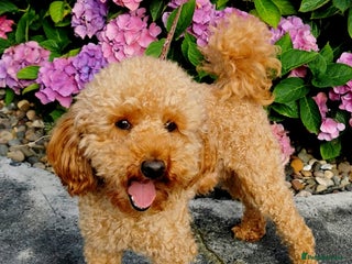 Toy Poodle dogs in Chester-le-Street - Advert 36