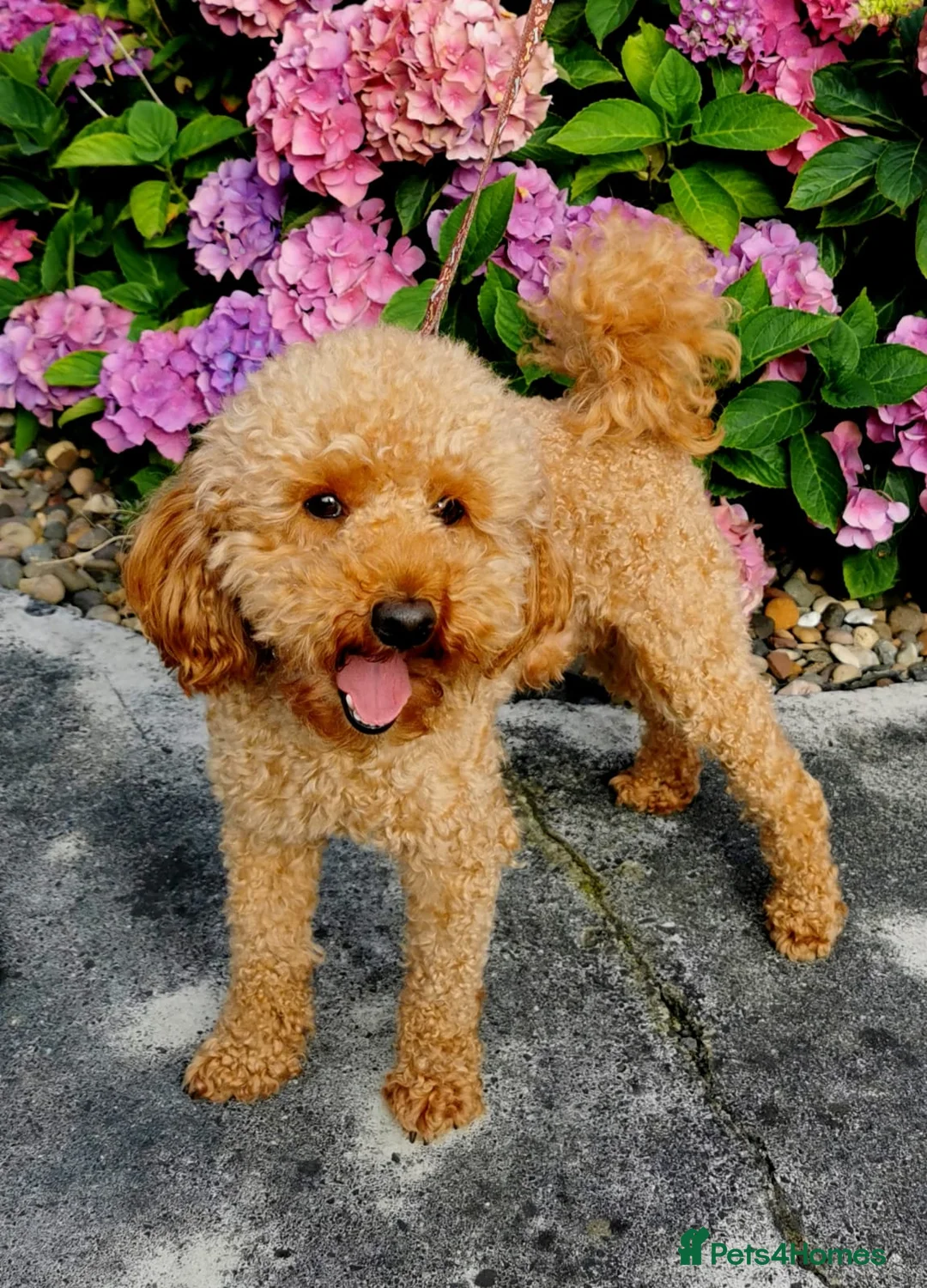 Toy Poodle dogs for stud: KC REG TOY POODLE, MULTIPLE HEALTH TESTS. in Chester-le-Street - Advert 1