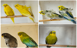 Budgerigars birds for sale: Rare budgies breeding pairs  - Image 1