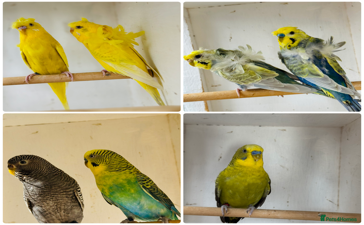 Budgerigars birds - Advert 1