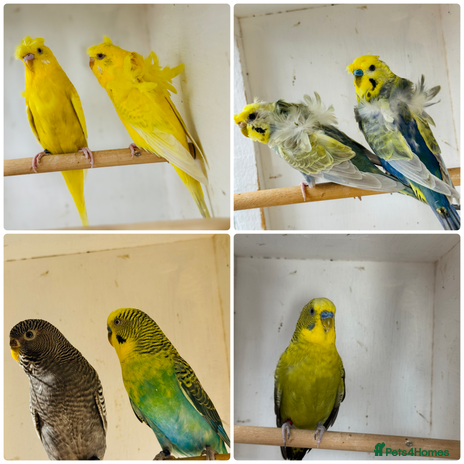 Budgerigars birds - Advert 1
