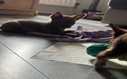 Chihuahua dogs for sale: Was my keeper, KC🩵 amazing future STUD or PET 🏡 - Image 5