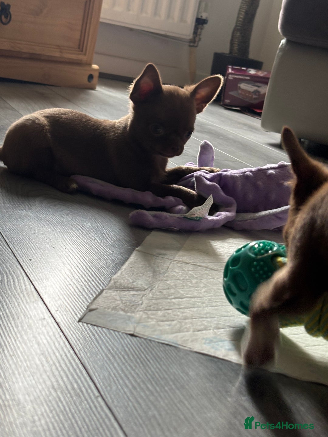 Chihuahua dogs for sale: Was my keeper, KC🩵 amazing future STUD or PET 🏡 - Image 5