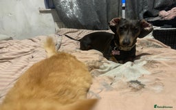 Miniature Dachshund dogs for sale: Miniature dachshund  - Image 7