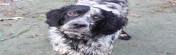 English Setter dogs for adoption: Aquiles - Advert 1