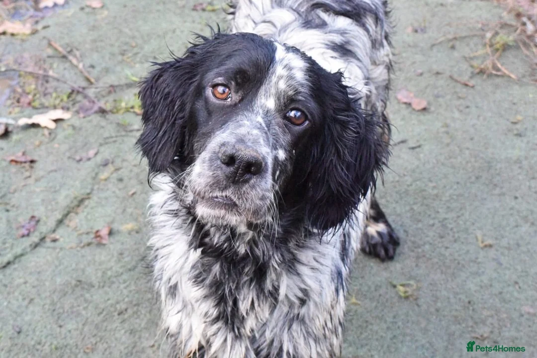 English Setter dogs for adoption: Aquiles - Advert 1