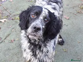 English Setter dogs Aquiles - Advert 10