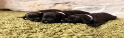 Great Danoodle dogs for sale: Extremely rare greatdoodles ready now  - Advert 21