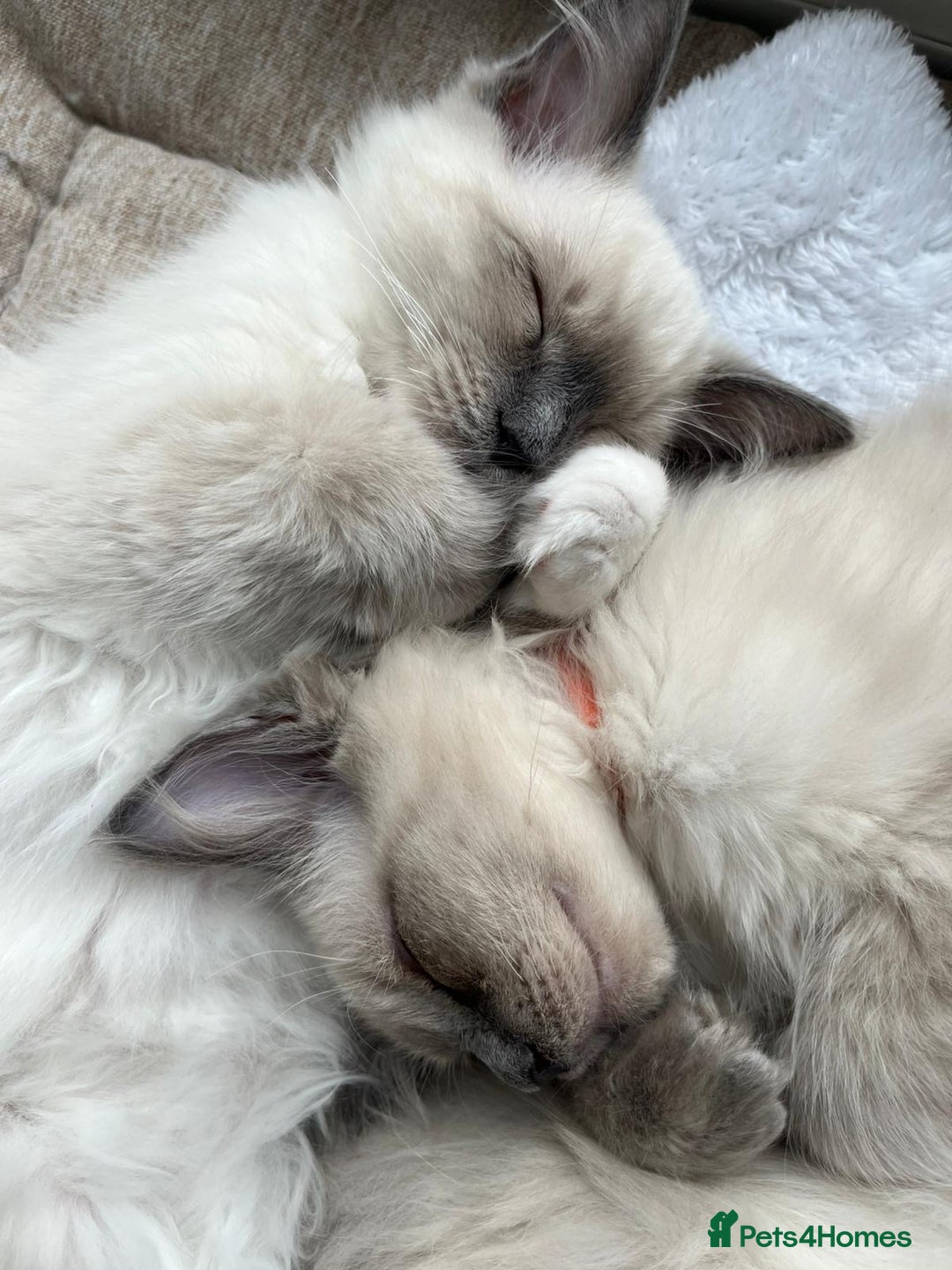 Ragdoll cats for sale: 2 Adorable Bluepoint boy Kittens left!  - Image 35