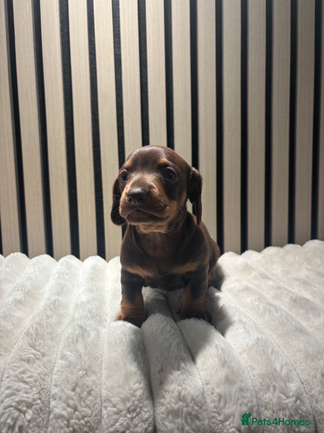 Miniature Dachshund dogs for sale: Miniature Dachshund Chocolate and Tan Girl - Advert 13