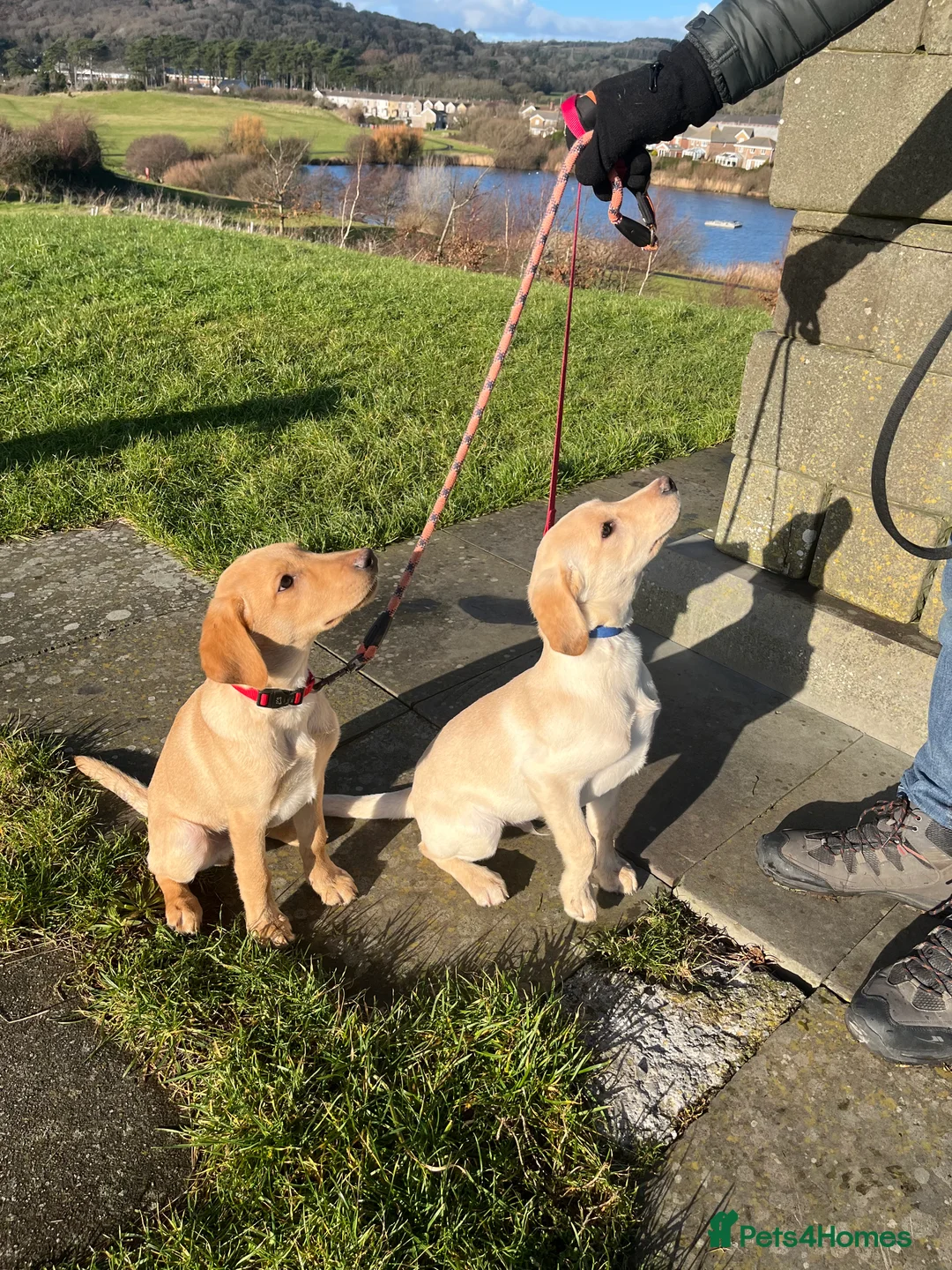 Labrador Retriever dogs for sale: Stunning Labrador pedigree puppies  - Advert 34