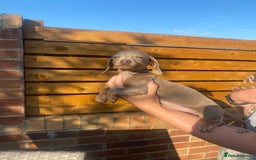 Dachshund dogs for sale: Beautiful Dachshund Puppies REDUCED  - Image 15