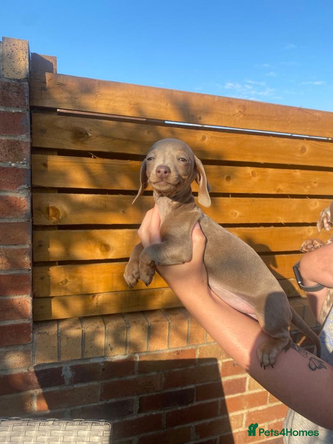 Dachshund dogs for sale: Beautiful Dachshund Puppies REDUCED  - Image 15